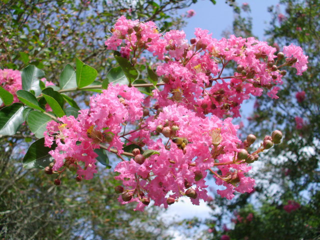 25 HOPI CREPE MYRTLE SEEDS – Lagerstroemia indica