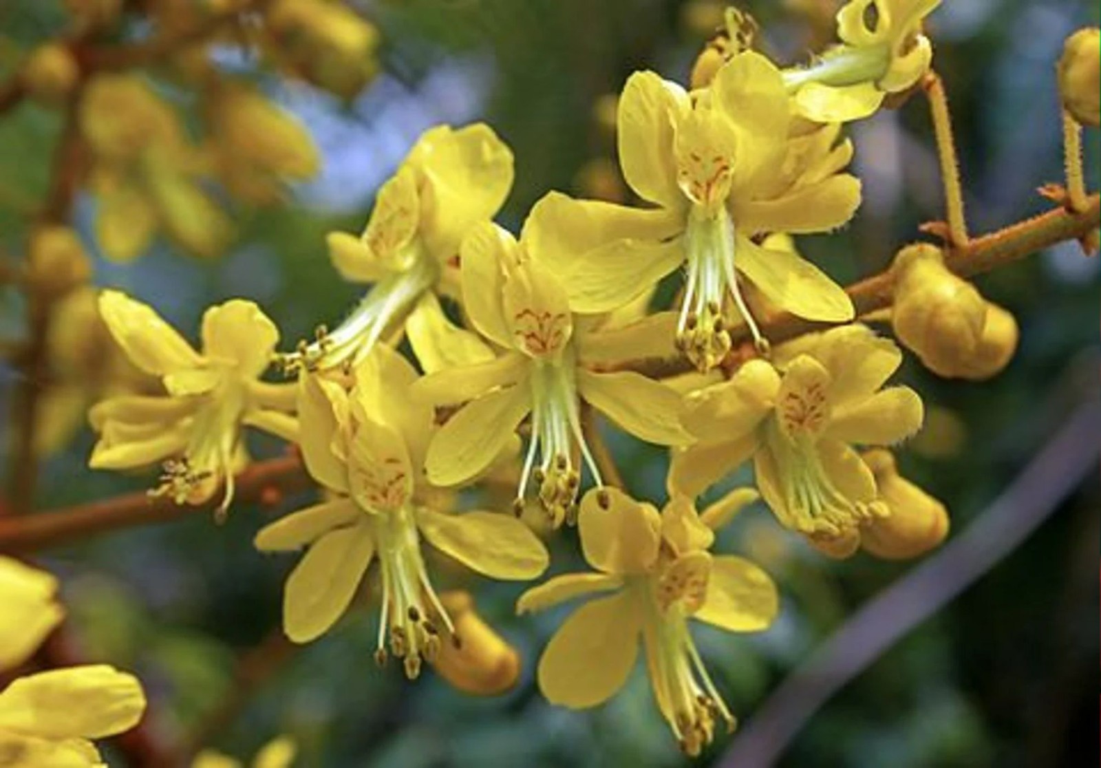 10 Tropical Heirloom Seeds -Crested Cassia Flower- Caesalpinia crista