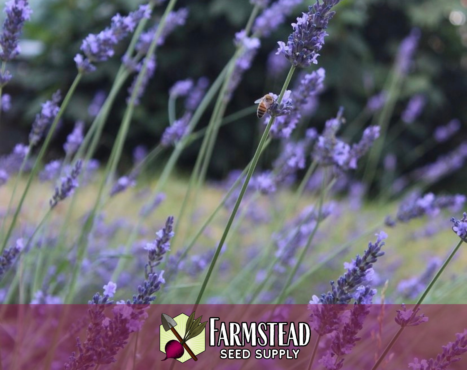 500+ English Lavender Seeds | Heirloom Herb Gardening Seed Packet, Non-GMO