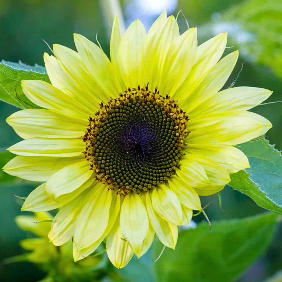 Fresh Premium Buttercream Sunflowers Seeds | Heirloom Non-GMO | 10 Flower Seeds