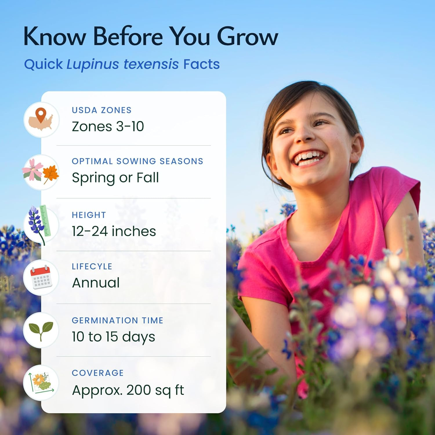 Texas Bluebonnet , 750+ Wildflower , Texas State Flower