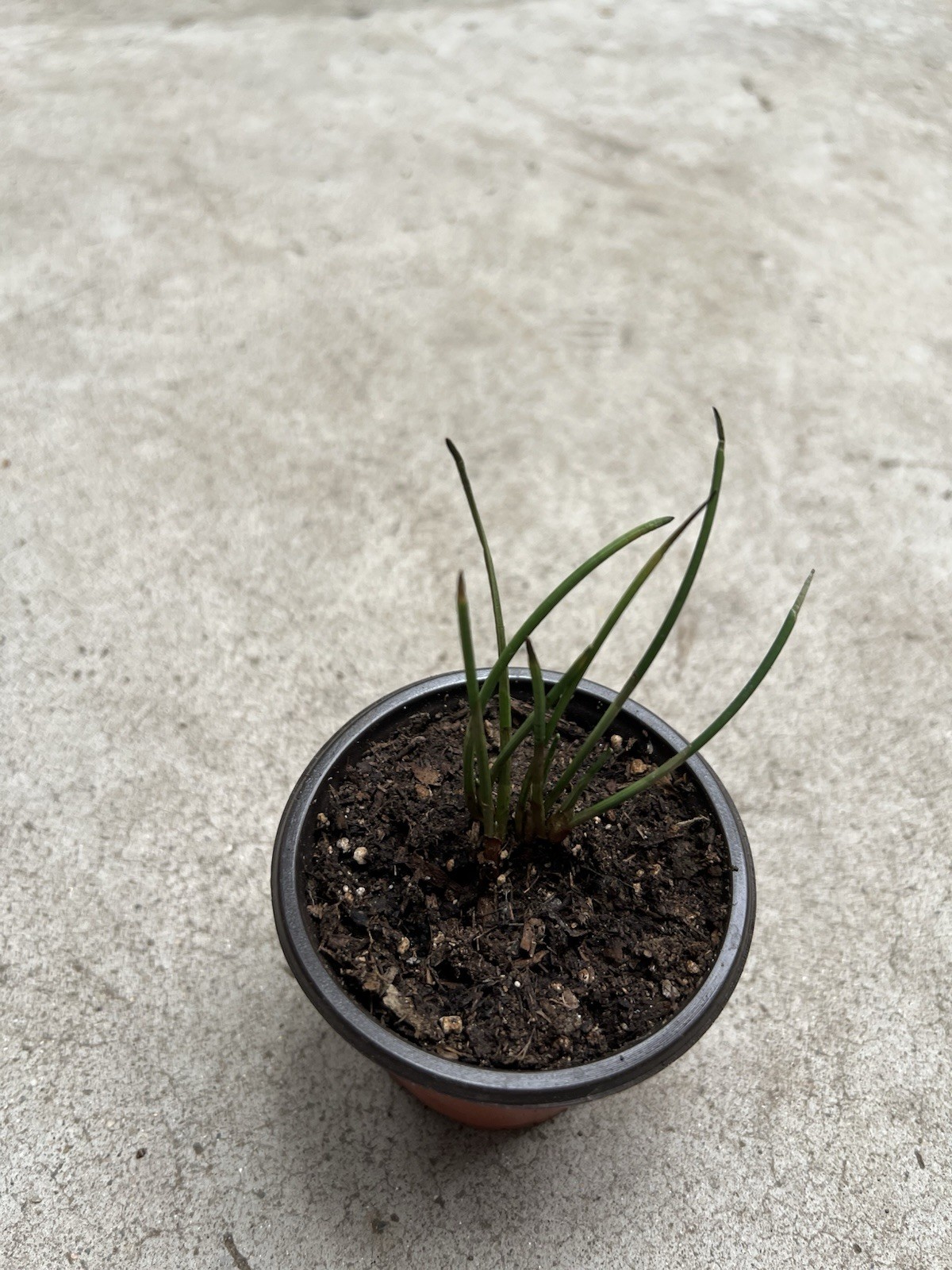 1 Water Chestnut Plant Eleocharis Dulcis Ready to Plant