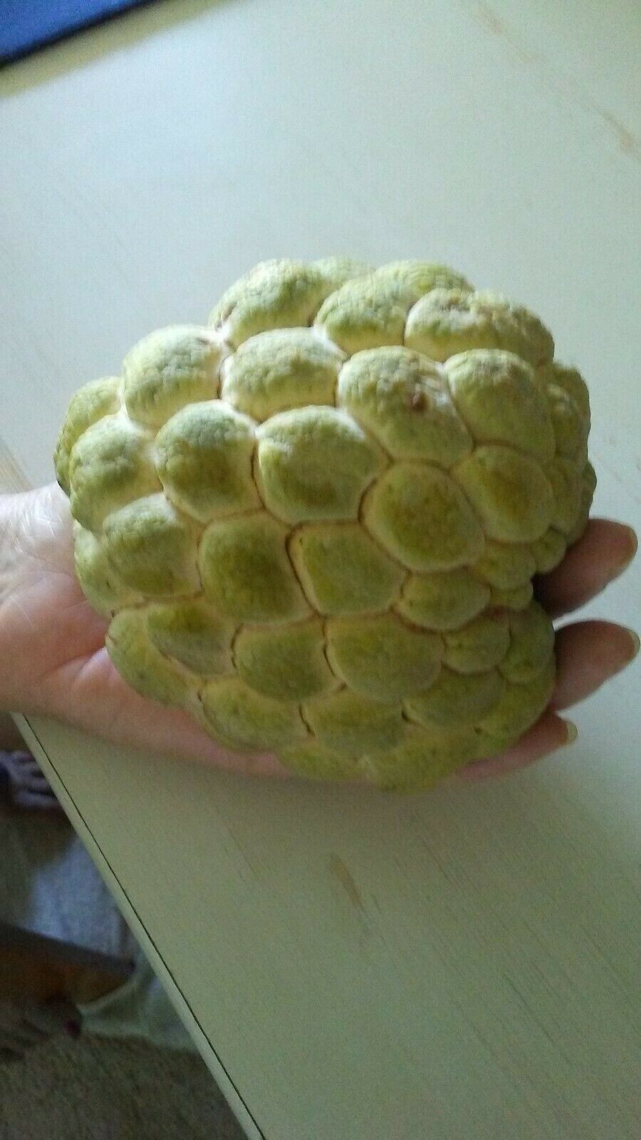 20 Seeds Organic Sugar Apple Annona Squamosa Tropical Fruit Plant , 2025 Season