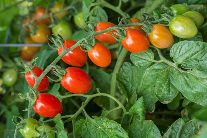 100 SEEDS SWEET RED GRAPE CHERRY TOMATO FRESH SEEDS