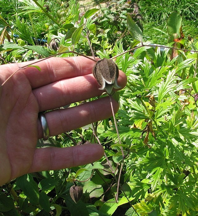 Clematis fusca | Brown Clematis | RARE | 5 Seeds