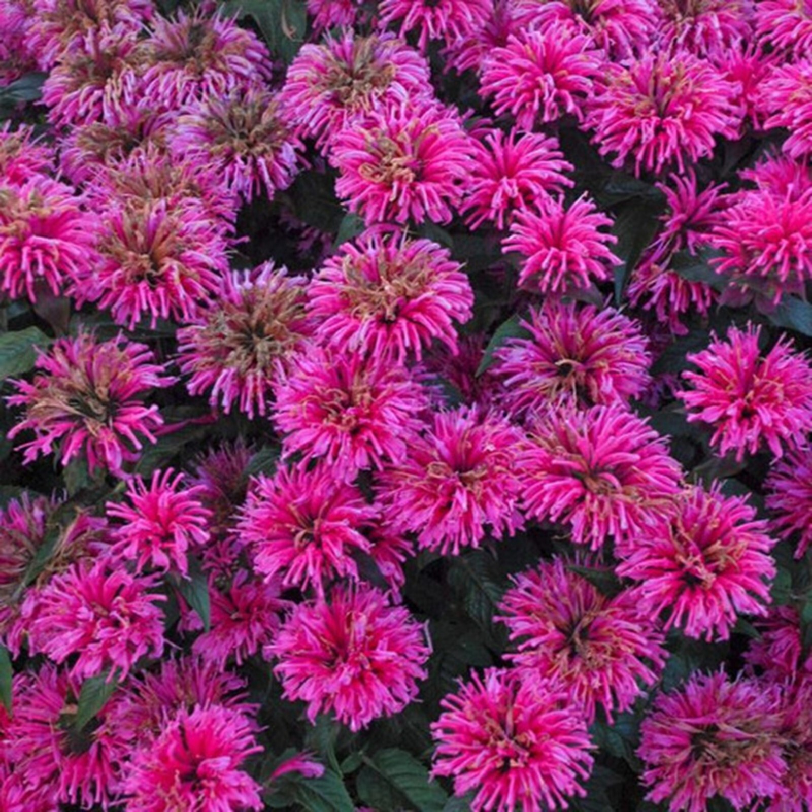 100 Flamango Bee Balm Seeds Flowers Seed Butterflies Bees Hummingbird US SELL