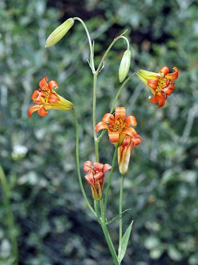 Fritillaria recurva | Scarlet Fritillary | 5 Seeds