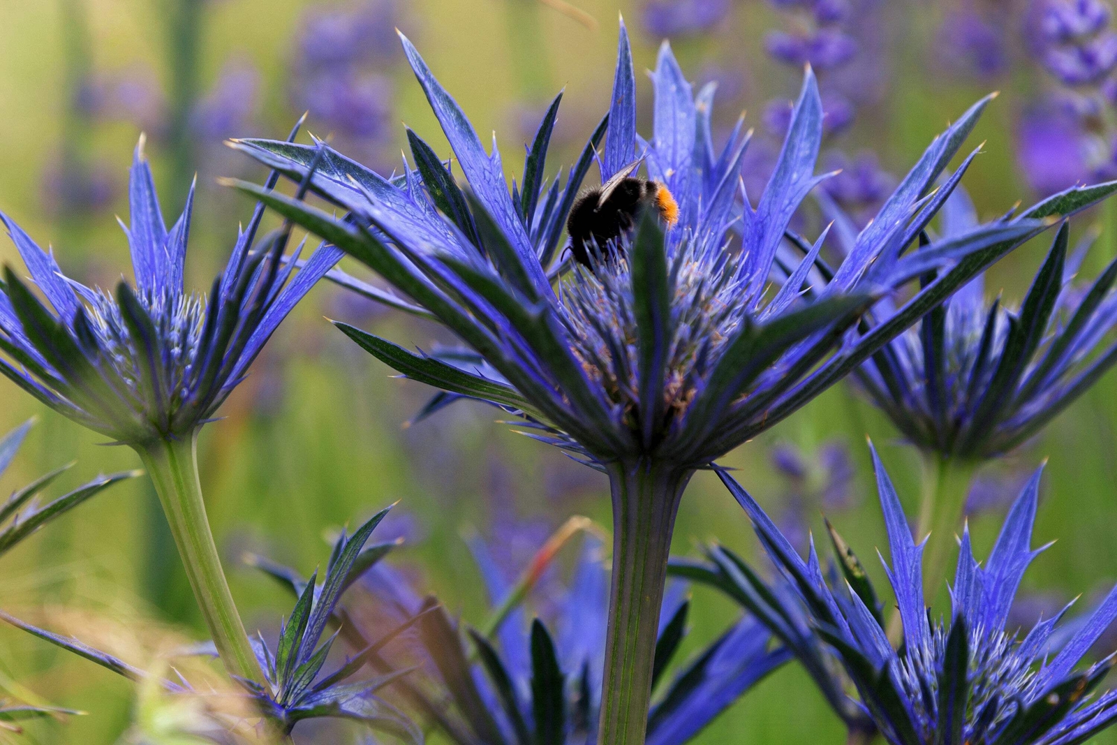 25 BLUE STAR SEA HOLLY Eryngium Flower Seeds *Flat S/H