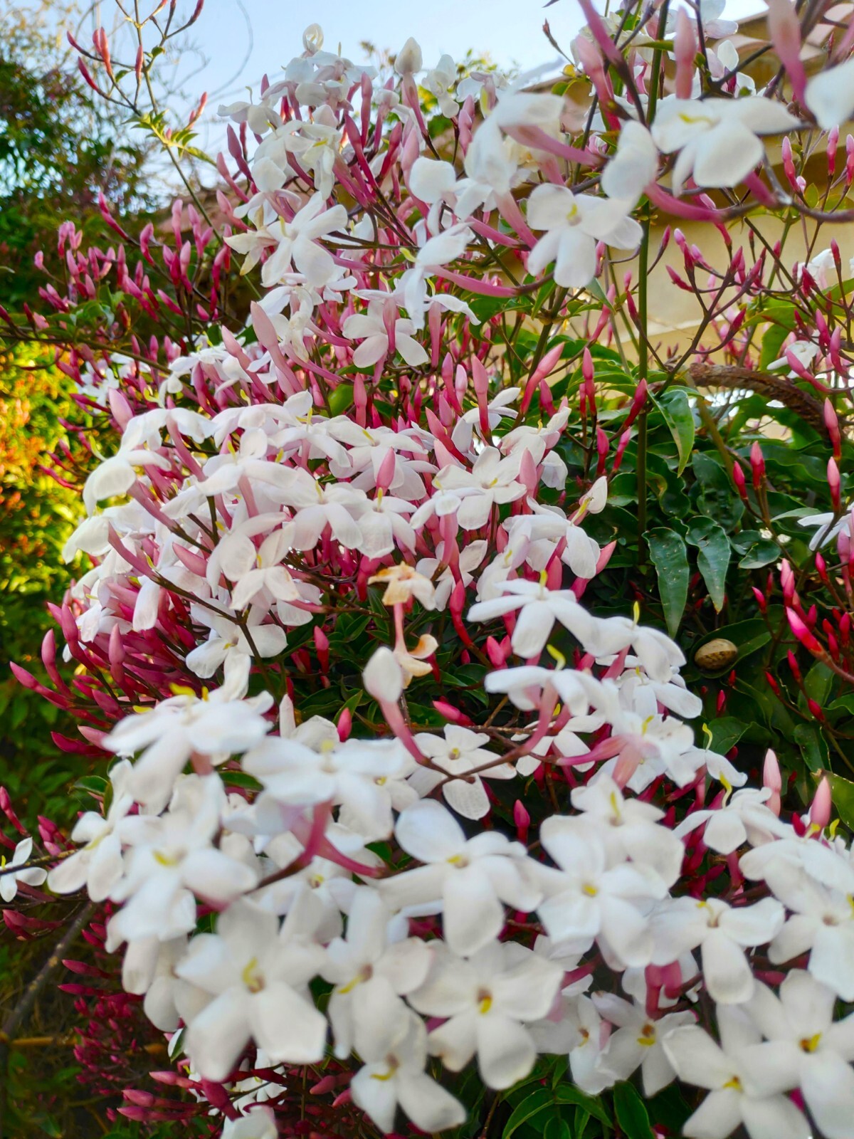 PINK JASMINE~Jasminum Polyanthum~~Rooted STARTER Plant~Extremely Fragrant