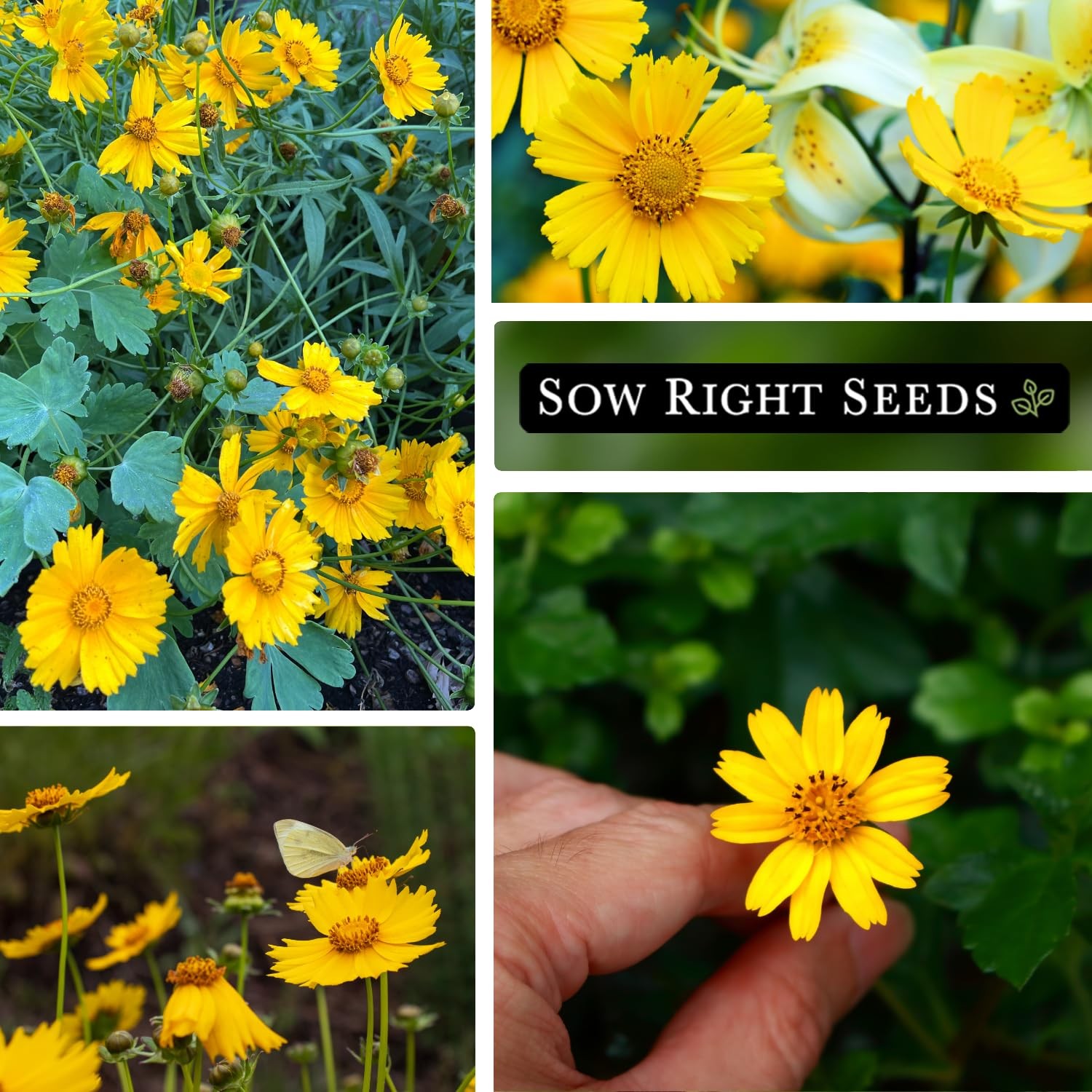 Dwarf Lance-Leaved Coreopsis Seeds – Non-GMO Easy-to-Grow Flower for Gardens