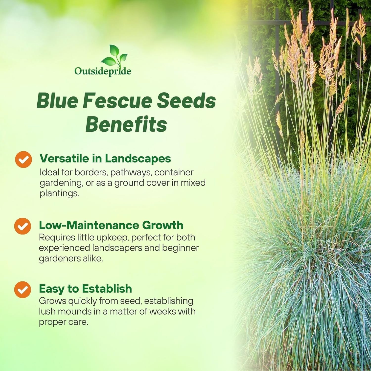 10000 Seeds Blue Fescue Seeds For Planting | Ornamental Grass For Xeriscape