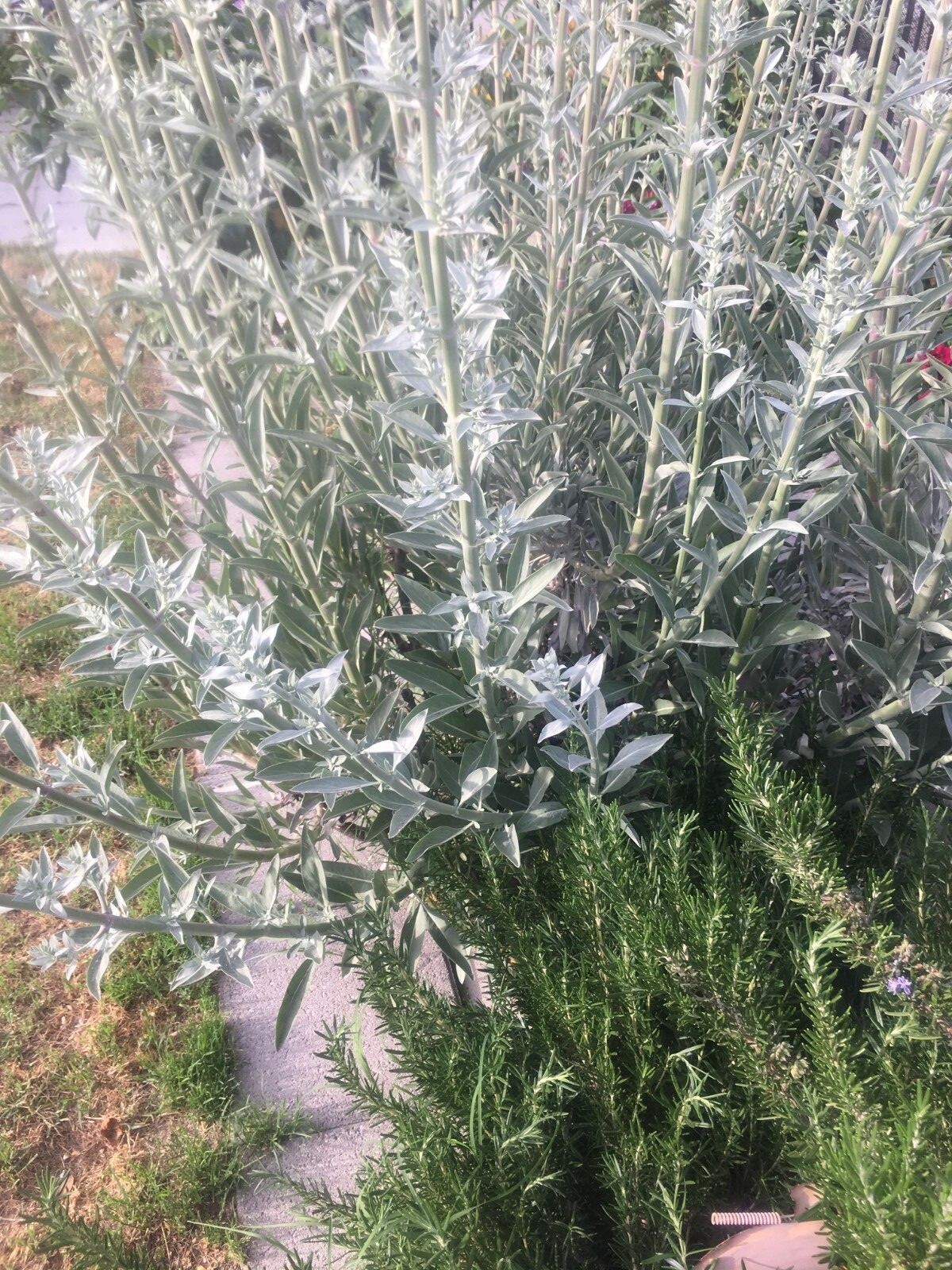 White Sage Seeds ‘Salvia apiana’ – California Grown