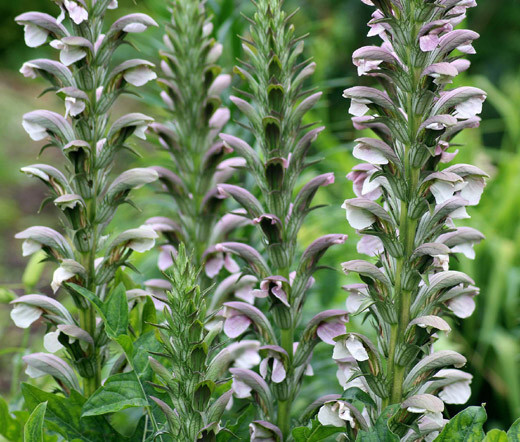 BEAR’S BREACHES Acanthus Mollis – 25 Bulk Seeds