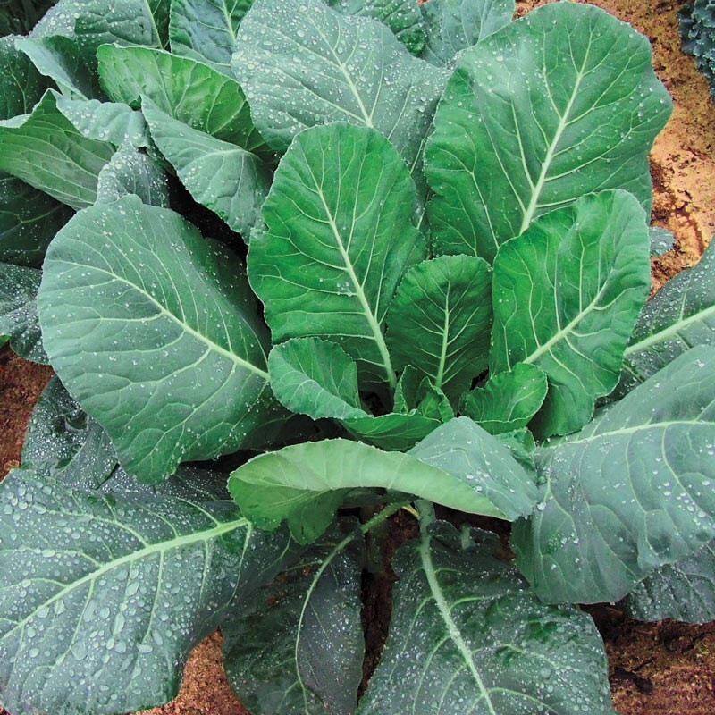 Collard Seed: Champion Collards Fresh Seed Choose packet size