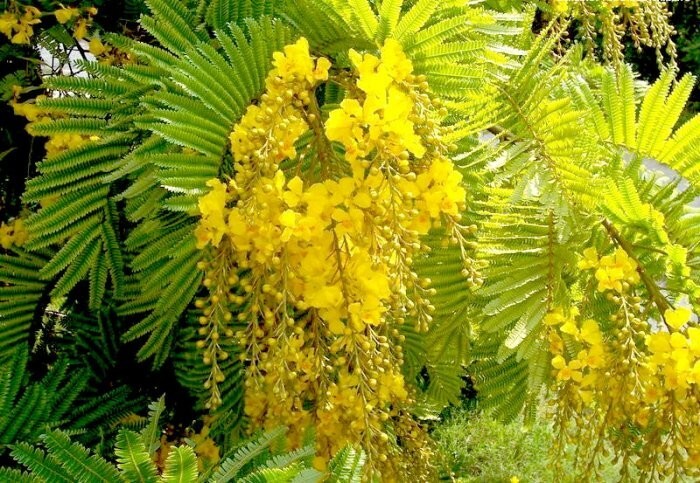 Peltophorum Pterocarpum, Ferrugineum Copper Pod Tree 100 Seeds, Fragrant Flowers