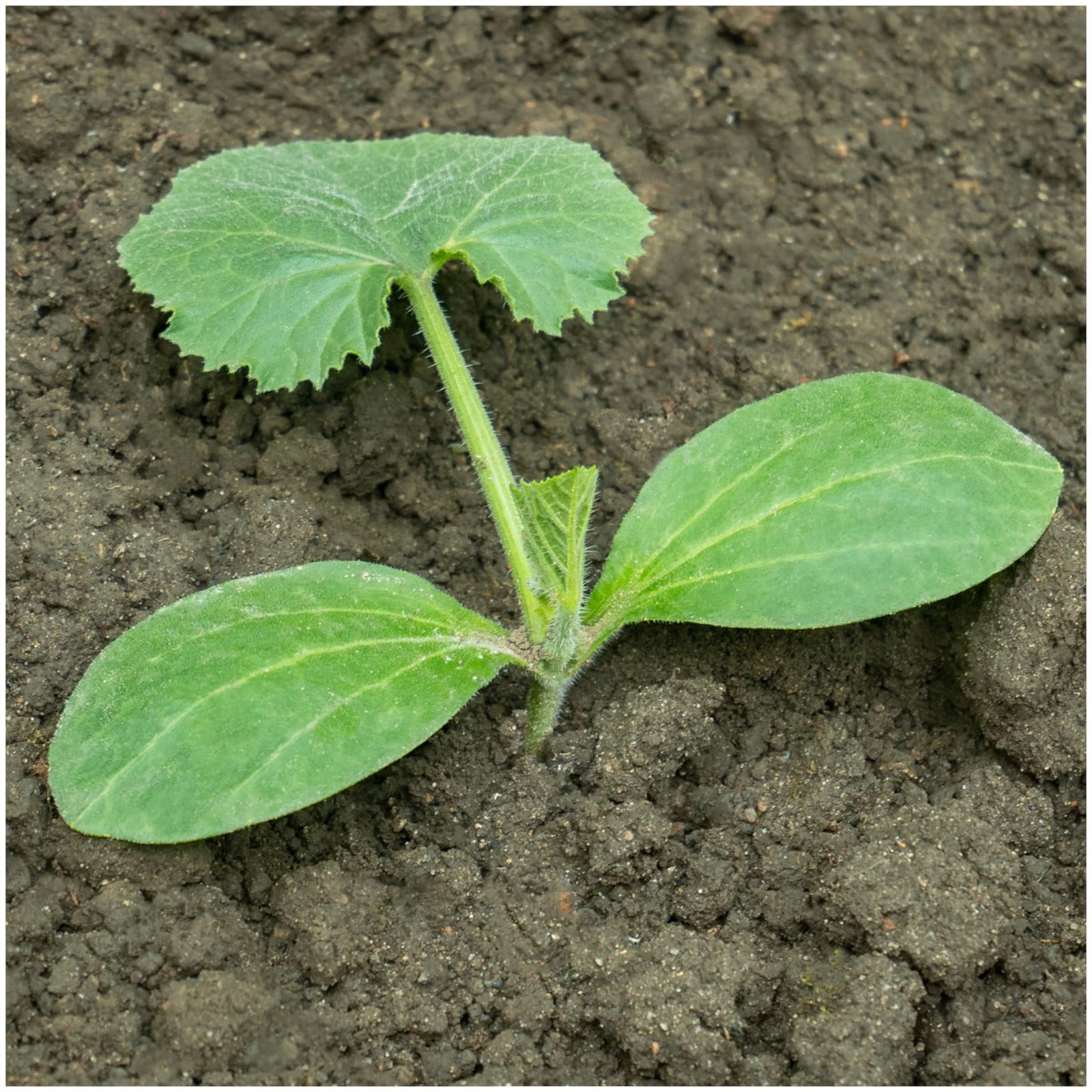 Black Beauty Squash Seeds NonGMO Heirloom Zucchini for Home Garden 2 Packs