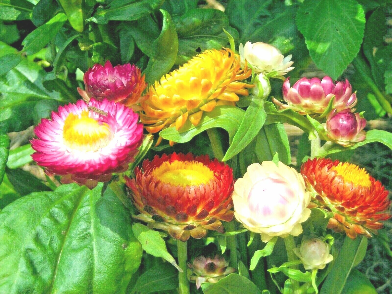 401+STRAWFLOWER MIX Flower Seeds Wildflower Dried Cut Flowers Garden Container