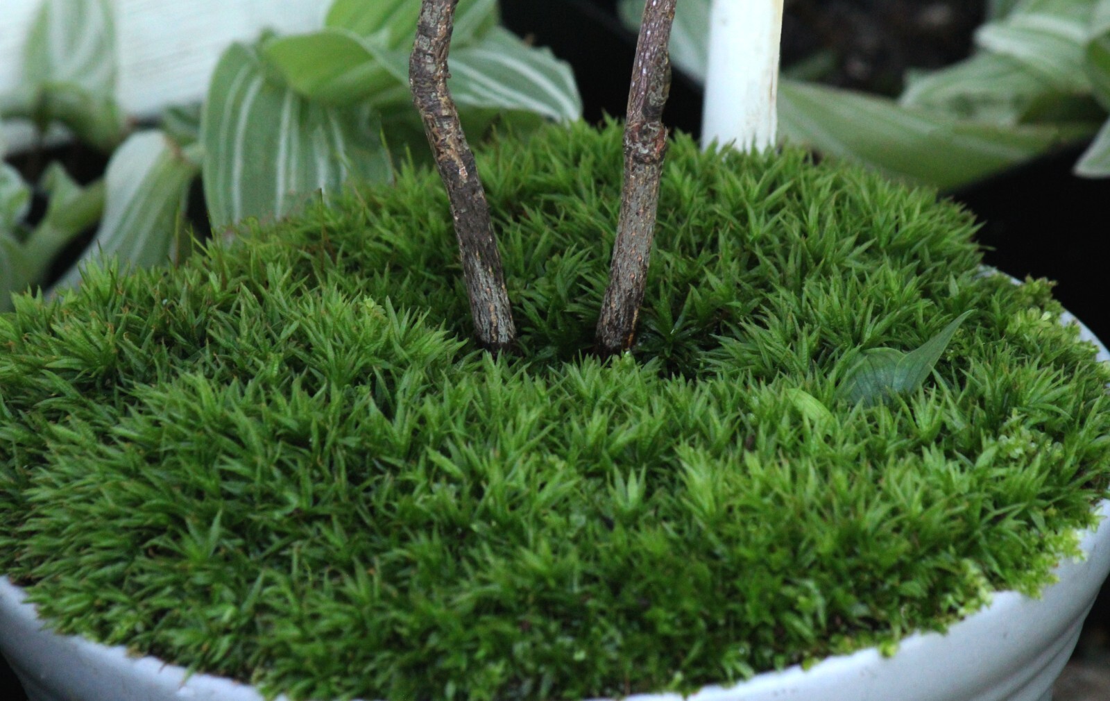 Live LARGE Star Moss Terrarium Fairy Garden Tiny tree, Bonsai topper Vivarium