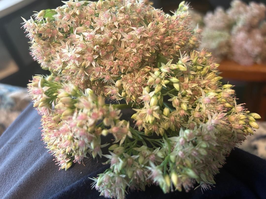 White Crystal Pink Sedum Stone Crop Perennial Flowers 100 + SEEDS USA Grown