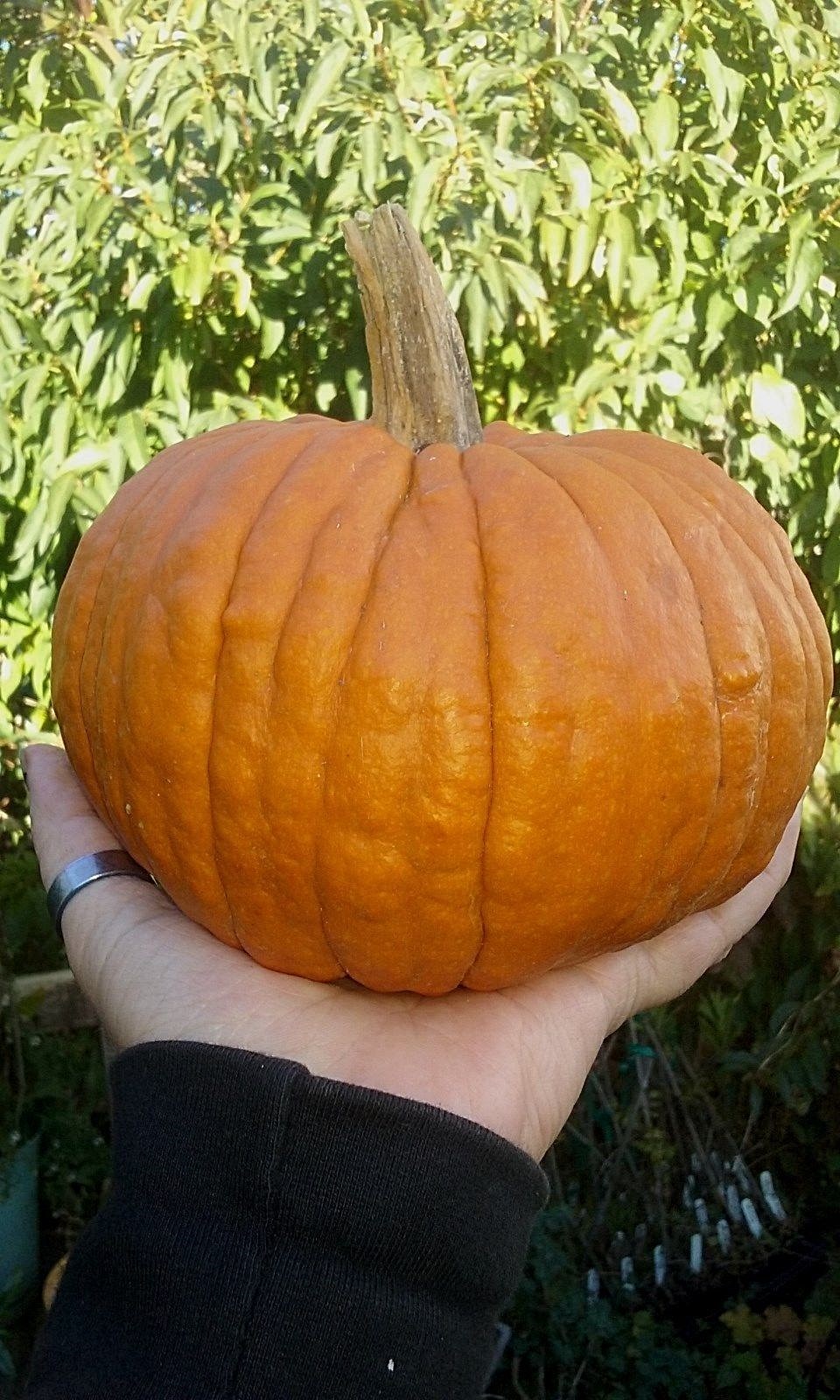 Iron Man Pumpkin Seeds! Small & Tough Combined S/H! SEE MY STORE