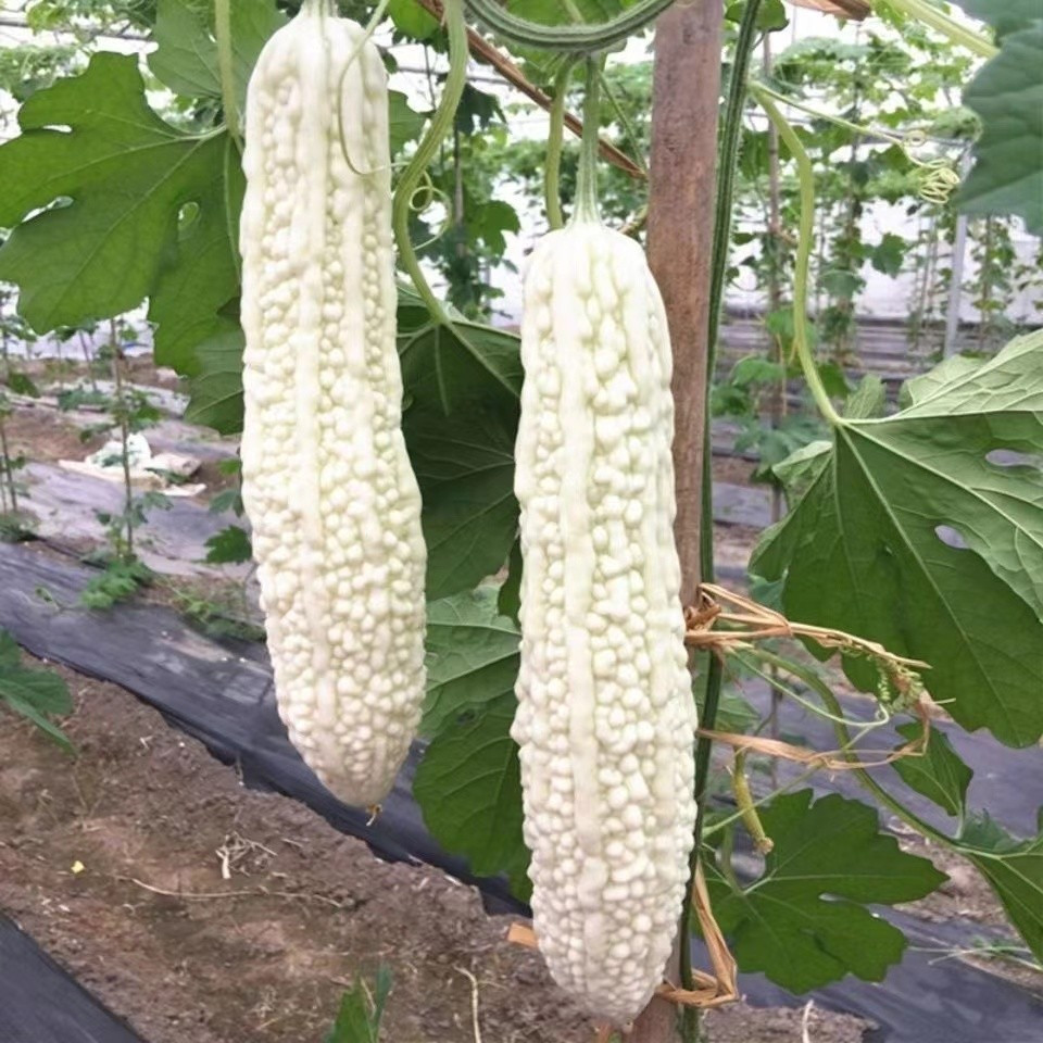 20+ Bitter Gourd Seeds — WHITE — Melon — Ku Gua —- NON GMO —— FRESH