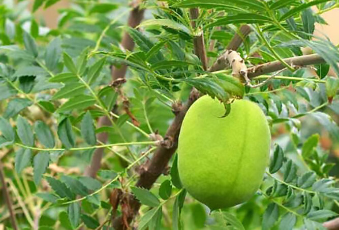 Yellowhorn Xanthoceras sorbifolium, Tree Seeds (Showy Flower, Fall Color, Hardy)