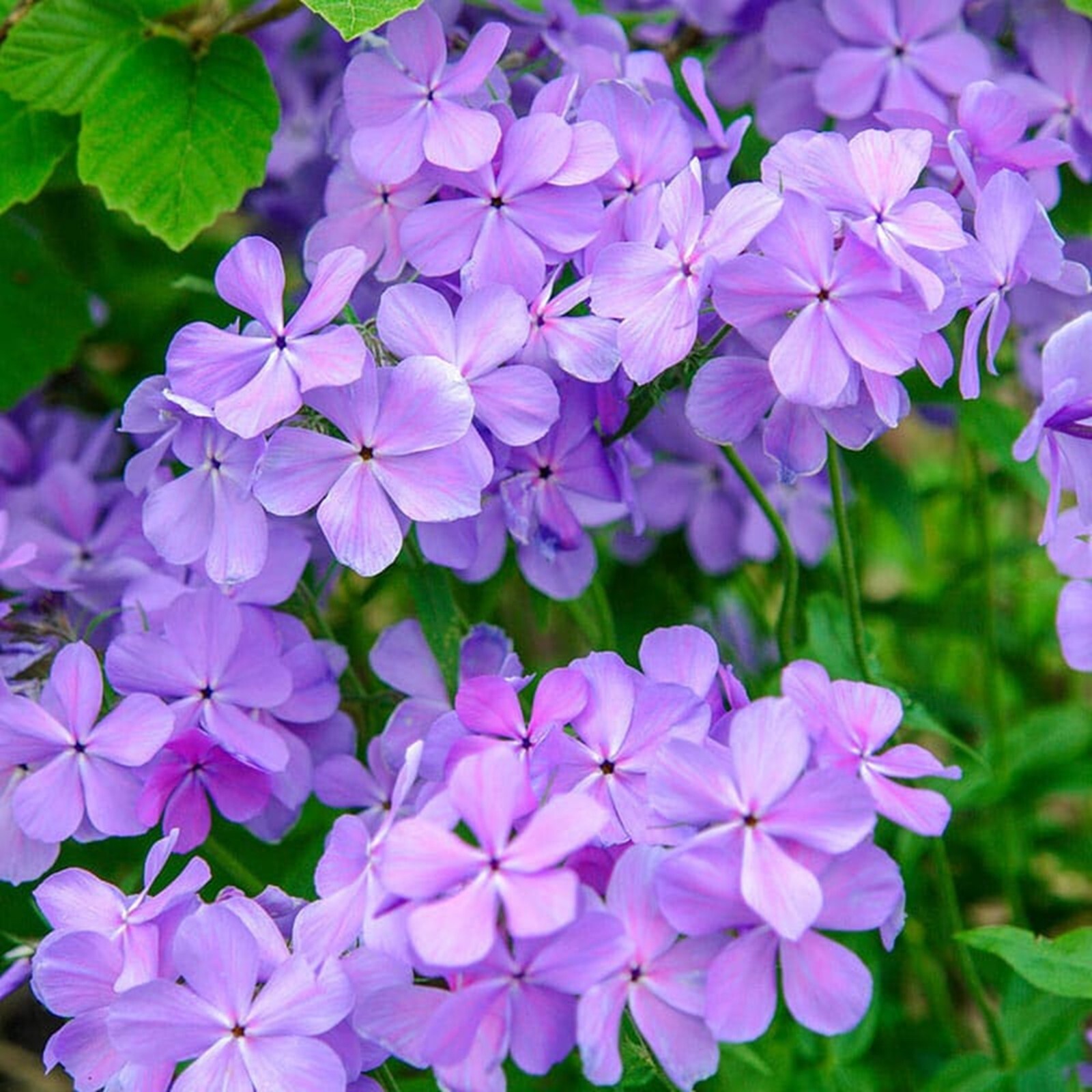 50 Blue Moon Phlox Seeds Flower Perennial Seed Bee Flowers US SELLER