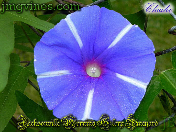 Chiaki (Version 1) Japanese Morning Glory 6 Seeds