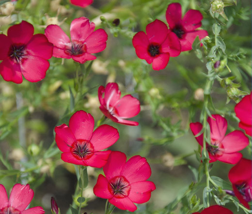 FLAX SCARLET RED ANNUAL Linum Grandiflorum Rubrum – 500 Seeds