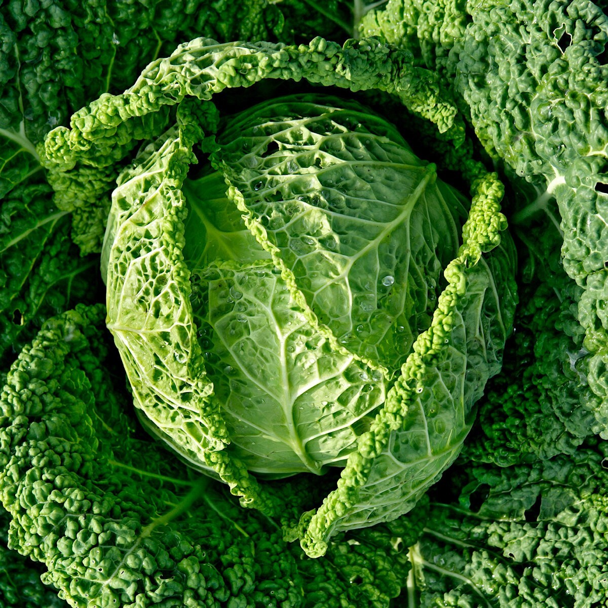 1/4 Lb Savoy Cabbage Seeds – Everwilde Farms Mylar Seed Packet