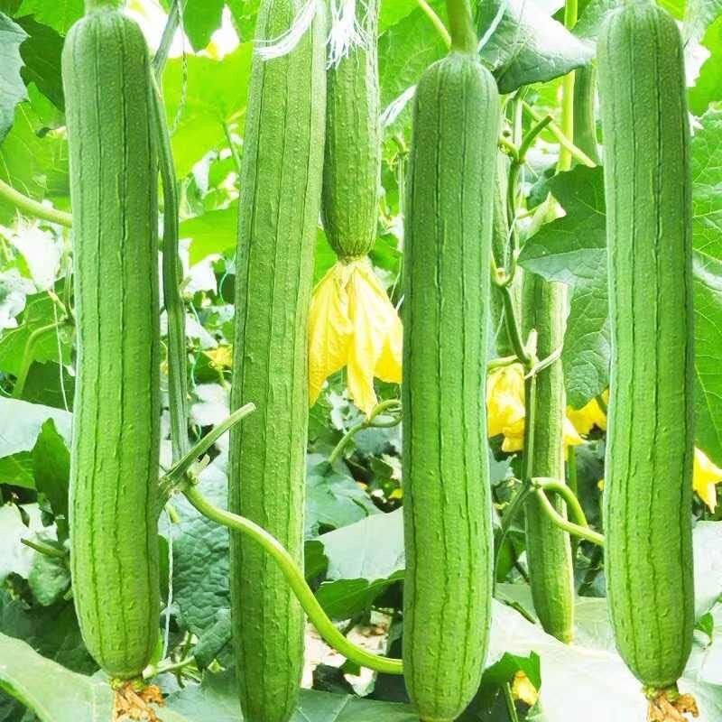 10+ Sponge dishcloth Gourd Seeds Luffa Gourd Smooth Loofah Chinese Sigua USA