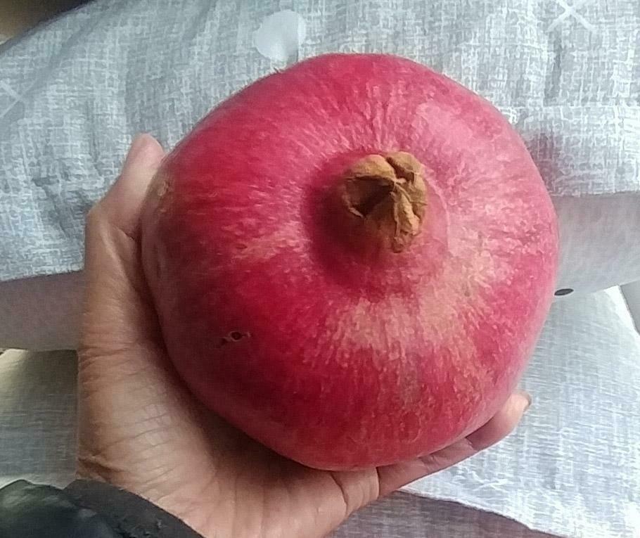 1 (One) Live Plant of LIVE PLANT of POMEGRANETE WONDERFULL 8-21″ Height