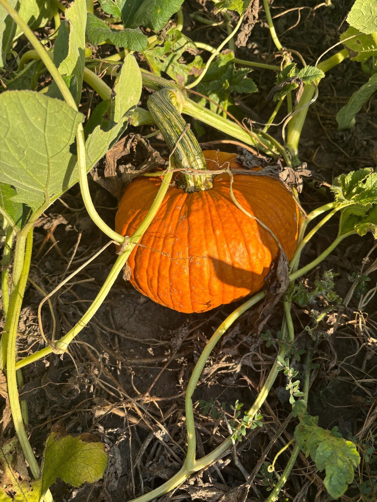 Heirloom Jack O’ Lantern or Pie Pumpkin 20 Seeds Non-GMO Free Ship No Track Read