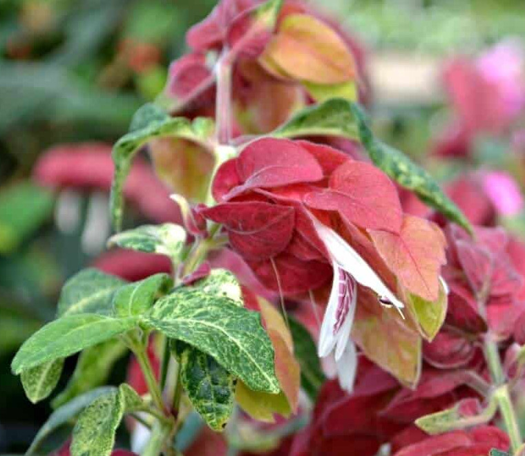 Set 2 Variegated Shrimp Plant – 3-6″ Tall – Tropical Flowering Plant for Contain