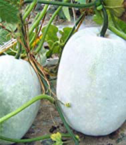 20+ Wax Gourd Seeds White Ash Gourd Winter Melon Dong Gua (Alu) Puhul USA