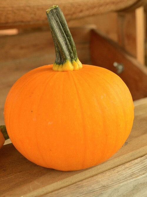 25 Pumpkin Seeds Kandy Korn Plus Pumpkin Candy Corn Pumpkin