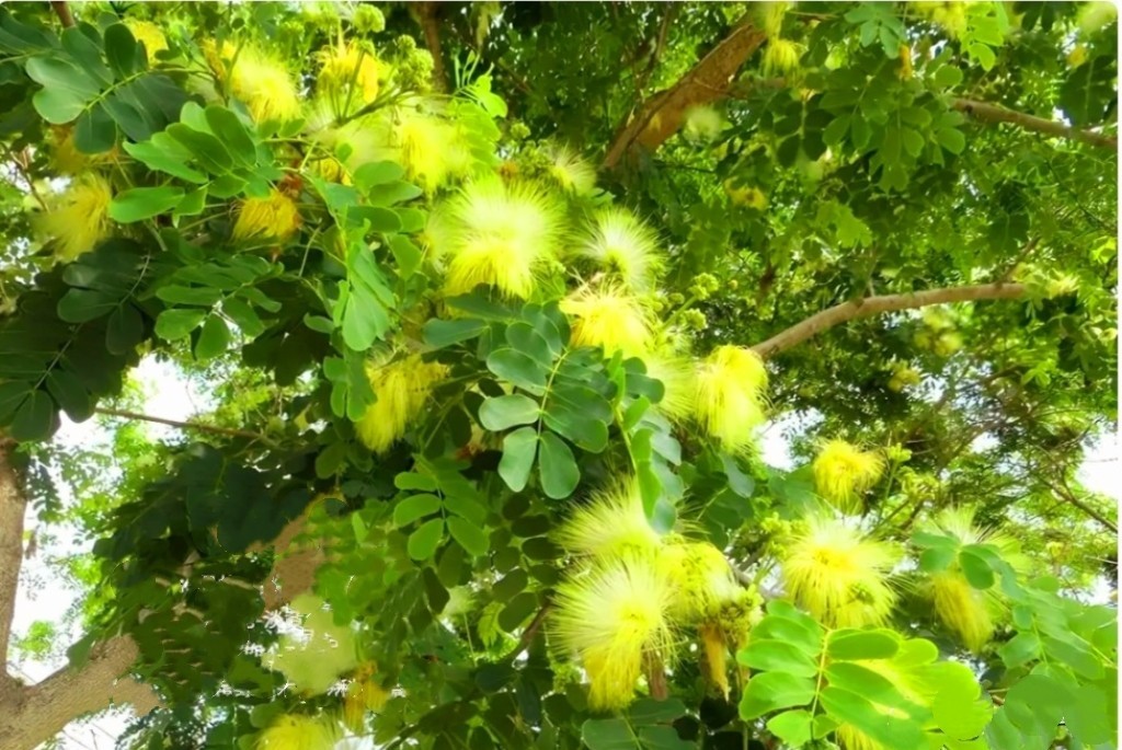 100 Mimosa Silk Tree Seeds Albizia Julibrissin Persian Silk Tree Yellow Blooms