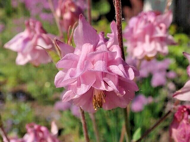 COLUMBINE MIX, 200+ SEEDS, ALL KINDS AND COLORS, AQUILEGIA, NICE SHADE FLOWERS