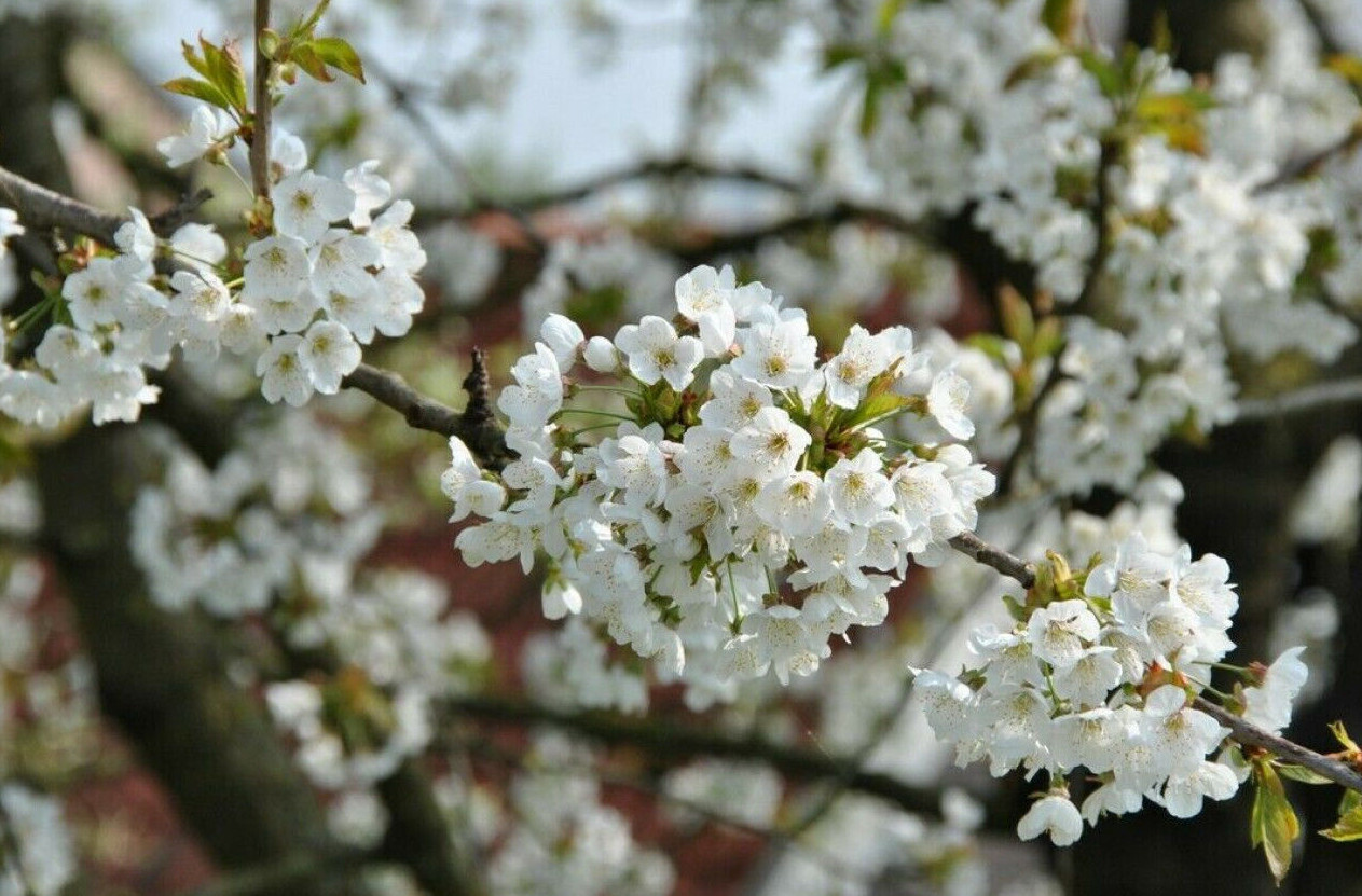 1-1000 PCS Mazzard Cherry Tree Seeds Prunus Avium Alkavo White Flower Red 0136