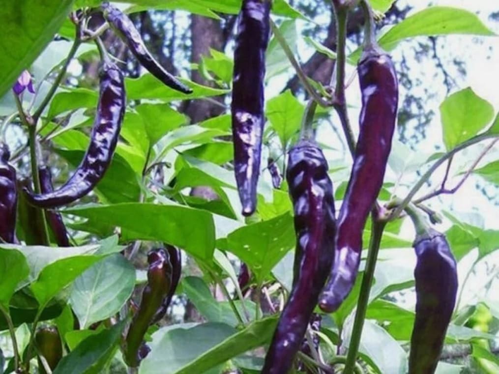 50 Purple Cayenne Hot Pepper Seeds – Non-GMO Spicy Vegetable Seeds for Garden