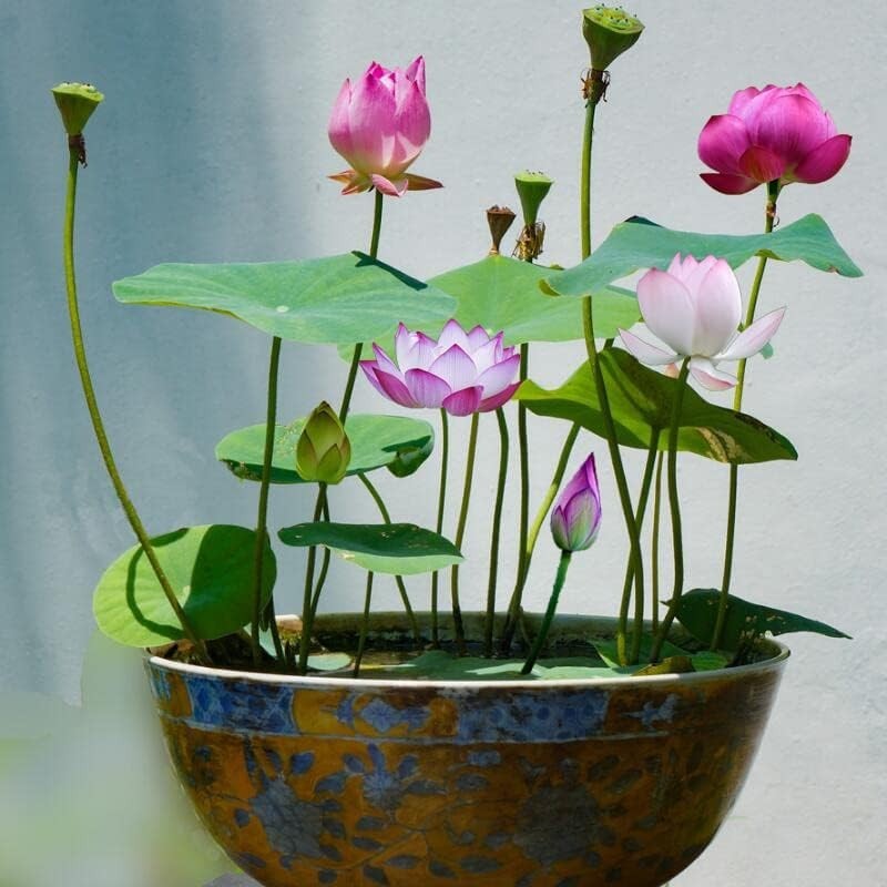Beautiful 30PCS Bowl Lotus Seeds – Non-GMO Aquatic Plant for Tranquil Spaces
