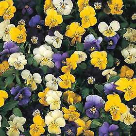 Viola cornuta Garth Special Mix 1,000 seeds