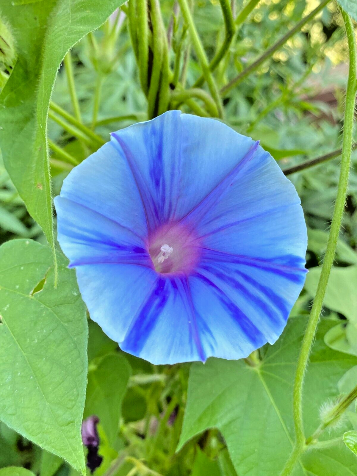 ‘SORA’ Japanese Morning Glory – 8 Seeds-Blue Blizzard Flowers