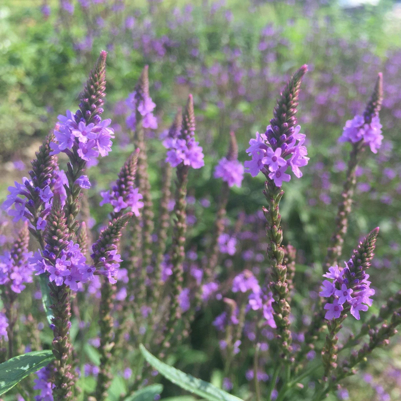 Blue Vervain Seeds (Verbena hastata) ~Traditional Herb Native Wildflower Garden