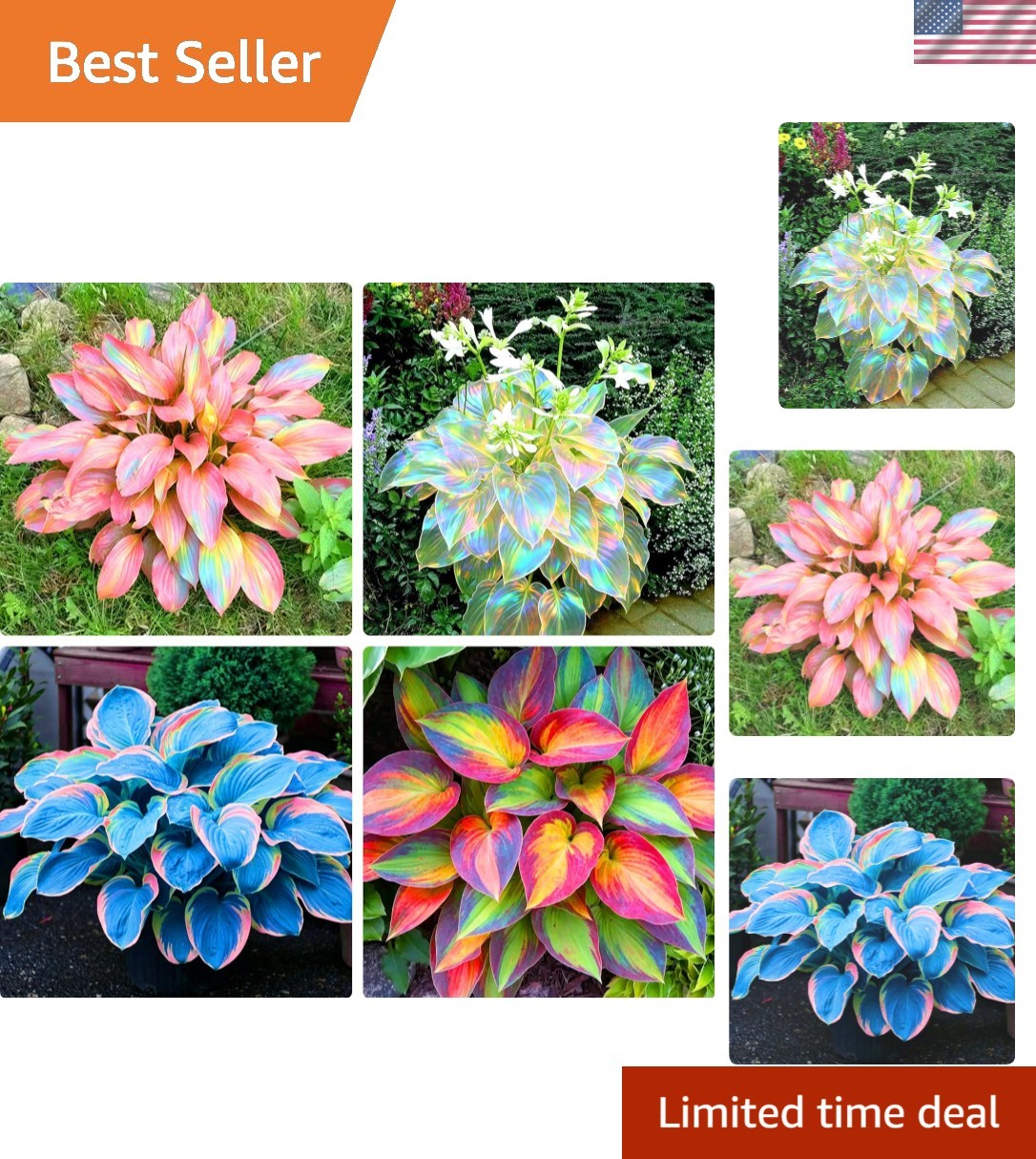 Long-Blooming Hosta Seeds – 310+ Air-Purifying, Low-Maintenance Plants