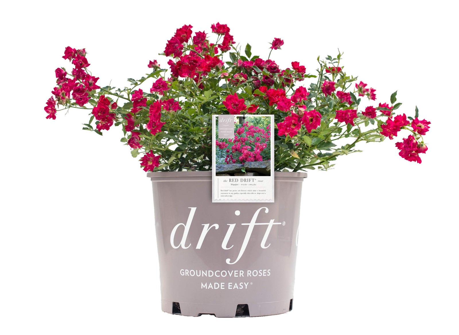 “Red Drift Roses Double Blooming, Easy Care, #2 Container Size”