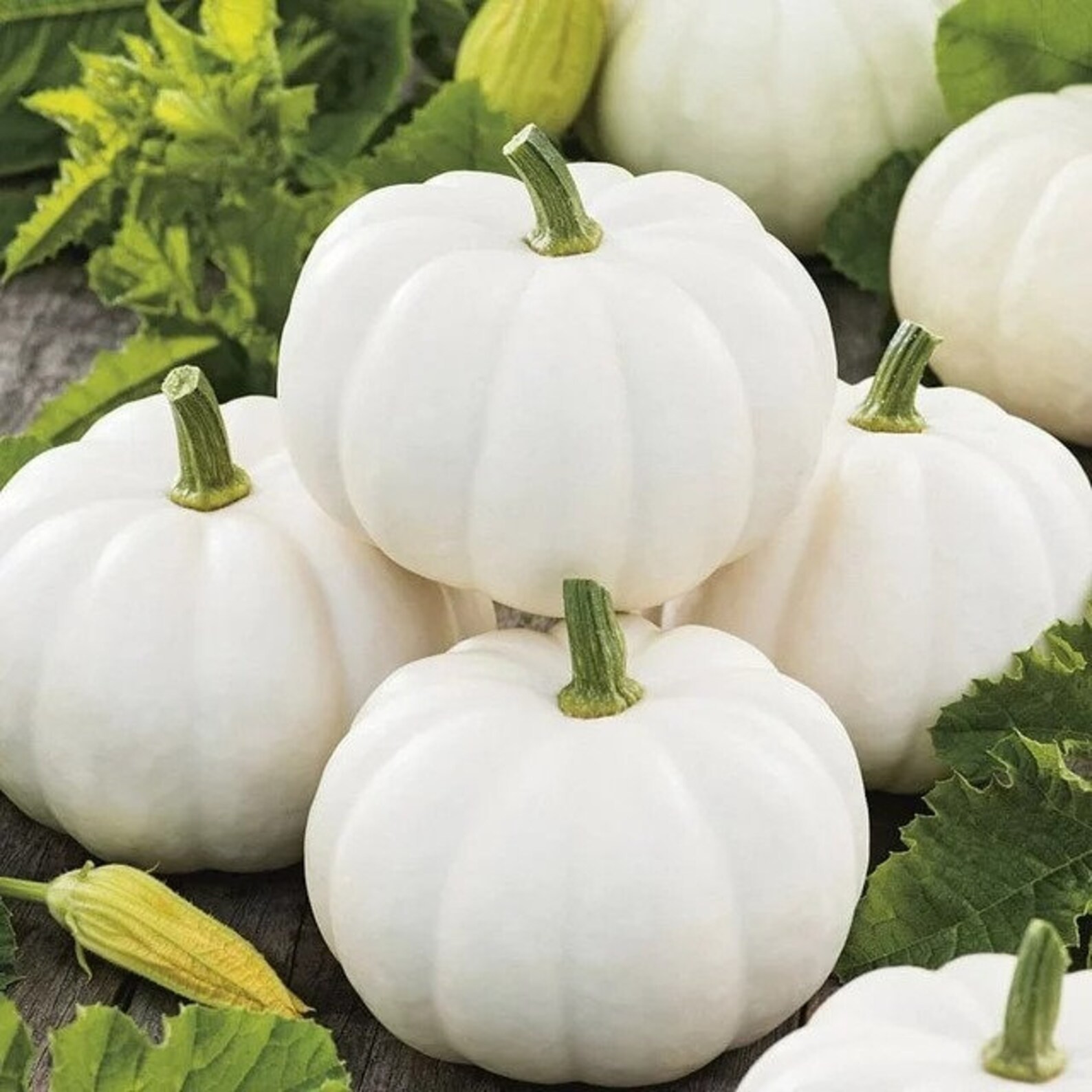 20 Baby Boo Pumpkin Seeds. Organic. USA Seeds. Ships free