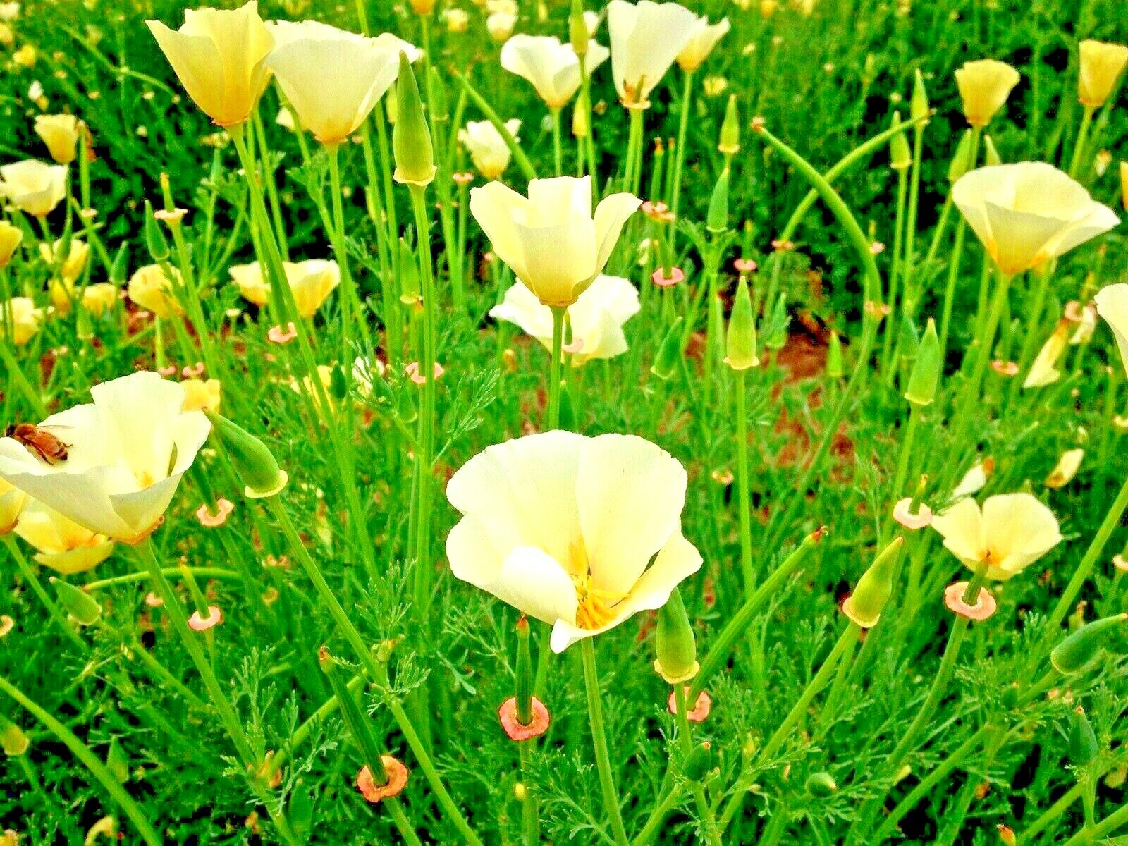 1001+WHITE Linen CALIFORNIA POPPY Flower Seed Native Wildflower Garden Container