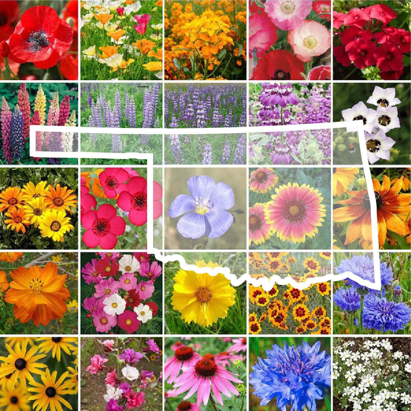 Oklahoma Wildflower Mixed Seeds for Planting, 1/4 lb, 120,000+ Seeds with Lup…
