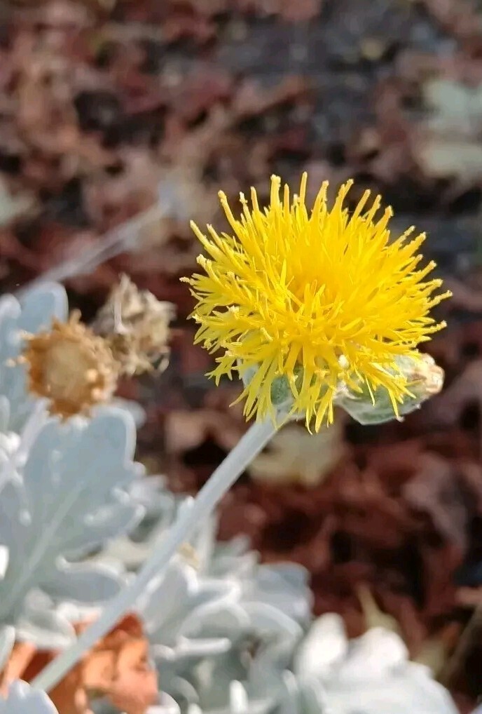 DUSTY MILLER SEEDS, 30 Seeds, Centaurea ragusina, Silver Foliage